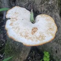 Oxbow Campground ico