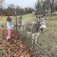 Lazy Llama Campground ico