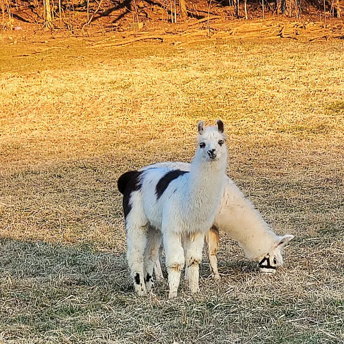 Lazy Llama Campground Picture 2