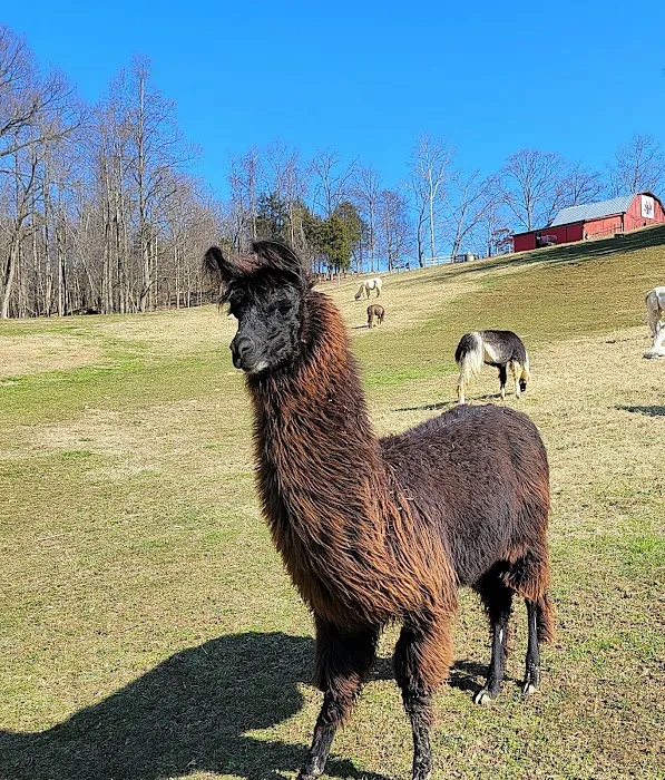 Lazy Llama Campground Picture 4