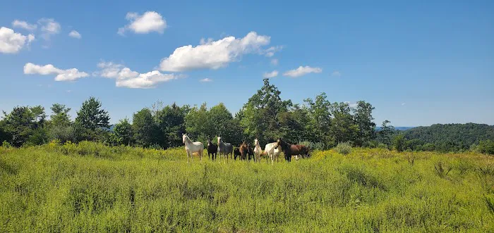 Hillbilly Stays Campground / Grace Elk Outfitters -Elk Camp Picture 5