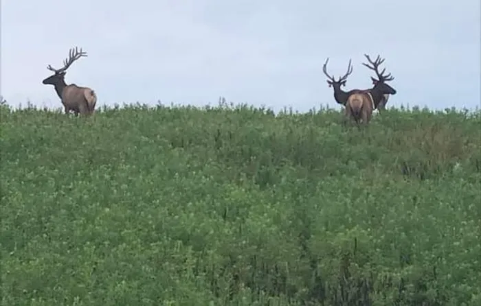 Hillbilly Stays Campground / Grace Elk Outfitters -Elk Camp Picture 8