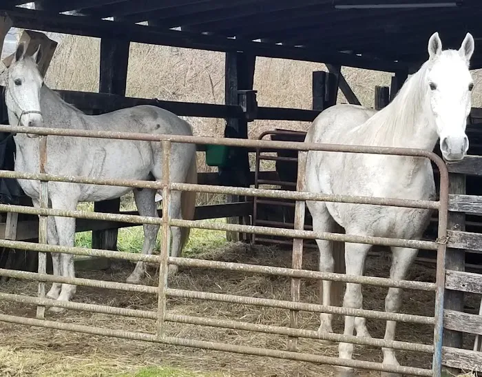 Rock Bottom Horse Camp Picture 3