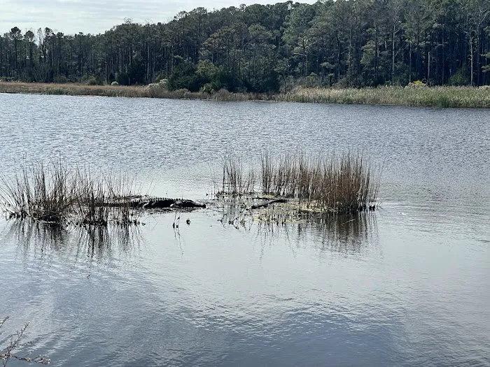 Huntington Beach State Park Campground Picture 8