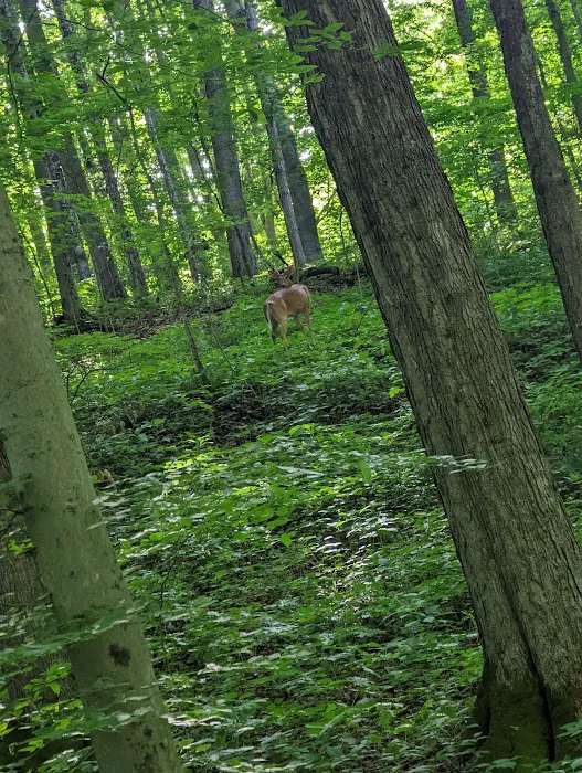 Deer Creek Campground Picture 9