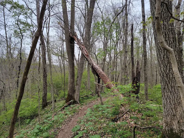 Hueston Woods State Park Campground Picture 3