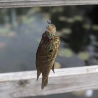 Otter Lake Village Campground ico