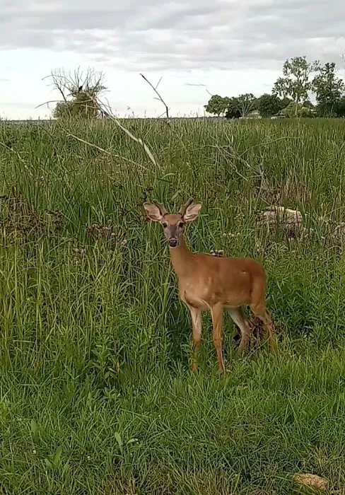 Lake St Clair Metropark campgrounds Picture 4