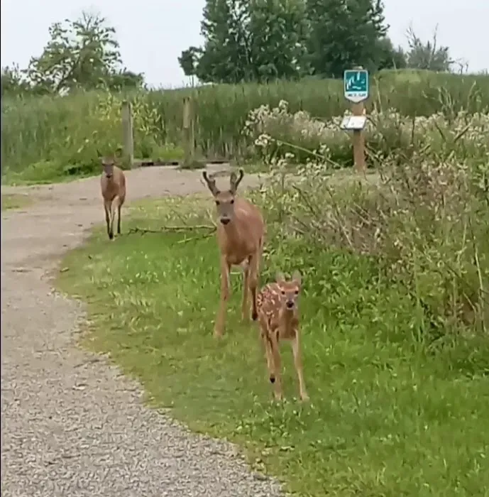 Lake St Clair Metropark campgrounds Picture 6