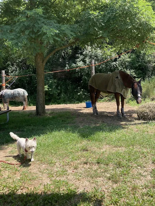 Fort Custer Equestrian Camp & Trailhead Picture 10