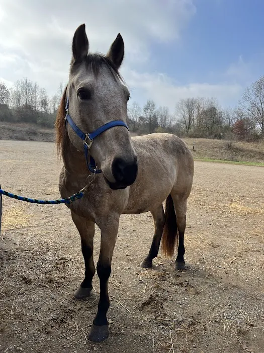 Fort Custer Equestrian Camp & Trailhead Picture 4
