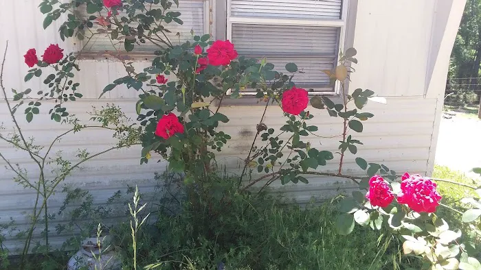 Pine Hills Mobile Home Park Picture 5