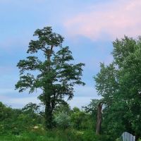 Sugar Maple Grove Campground ico