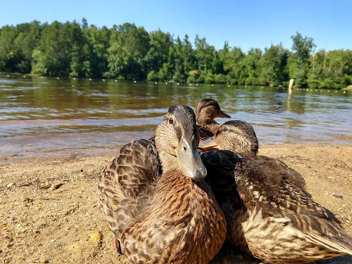 Lake Powhatan Picture 7