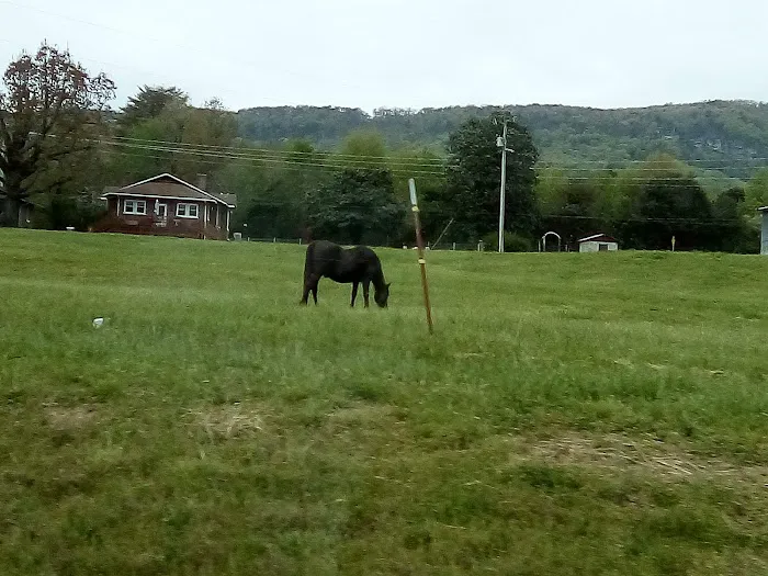 Mt Airy RV Park Picture 4
