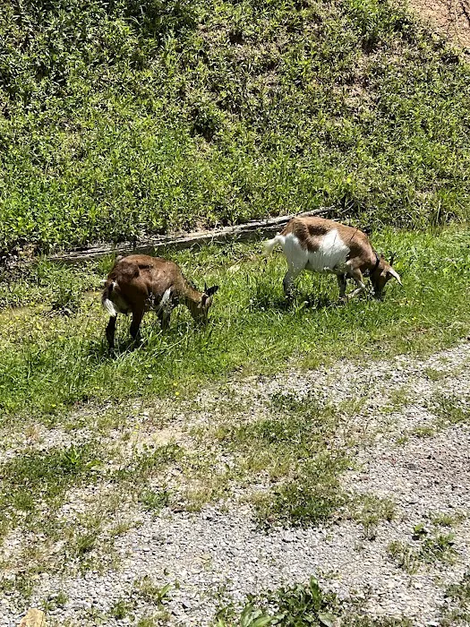 Daisy’s Farm and Campground Picture 4