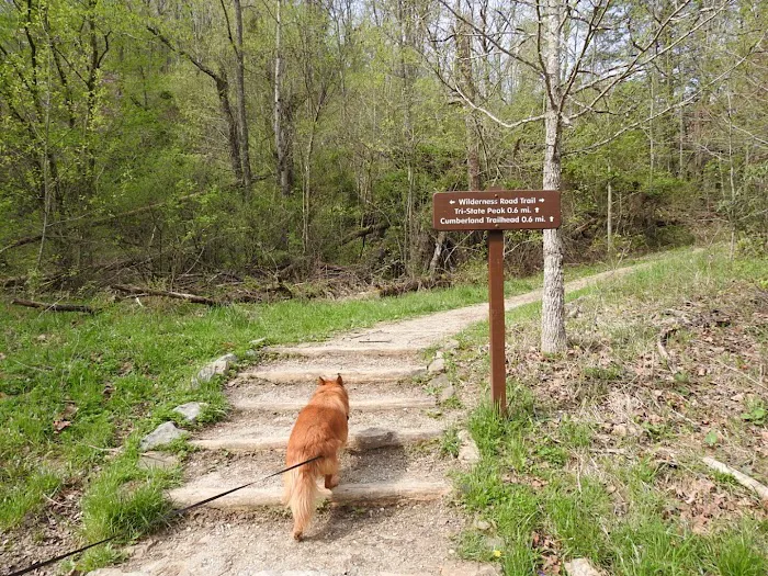 Cumberland Gap Wilderness Road Campground Picture 8
