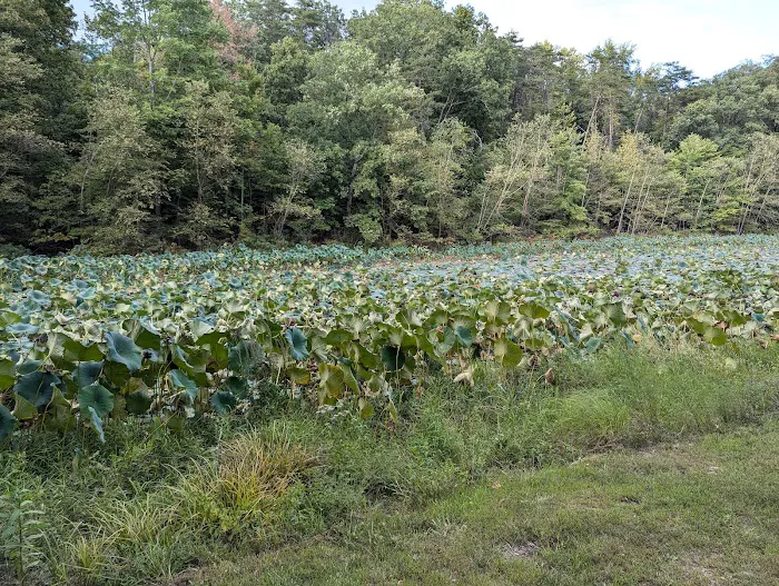 Hardy Lake Wooster Campground Picture 2