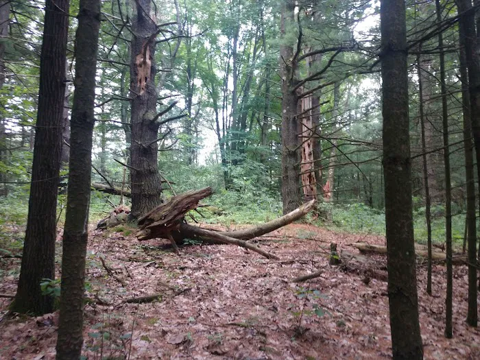 Yankee Springs Deep Lake Rustic Campground Picture 1