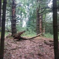 Yankee Springs Deep Lake Rustic Campground ico