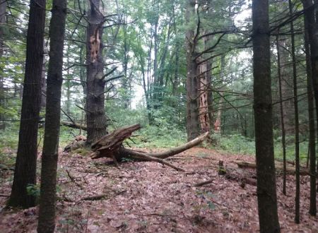 Yankee Springs Deep Lake Rustic Campground