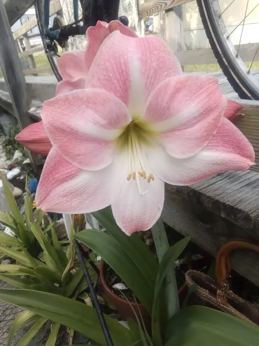 Atlantic Mobile home park Picture 6