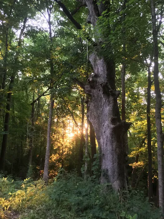 Fire Fly Grove Picture 5