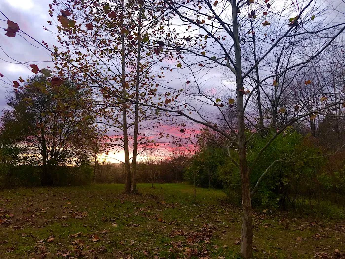 Fire Fly Grove Picture 6