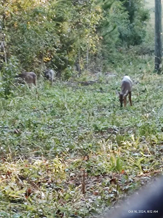 Leach Homestead campground Picture 6