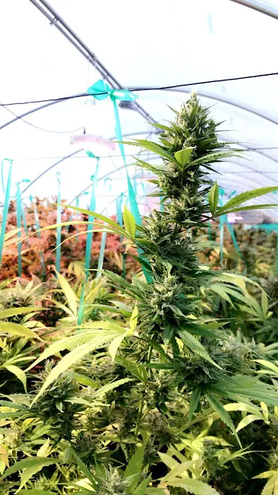 Stoney Creek Oasis Picture 3
