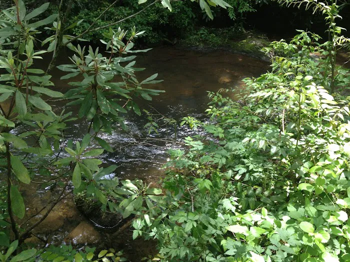Mount Pisgah Campgrounds Picture 10