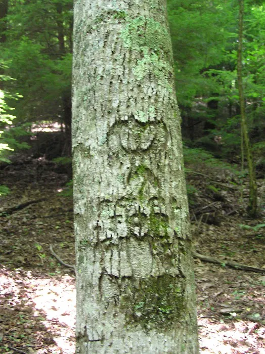 White Pine Group Camp Site Picture 10