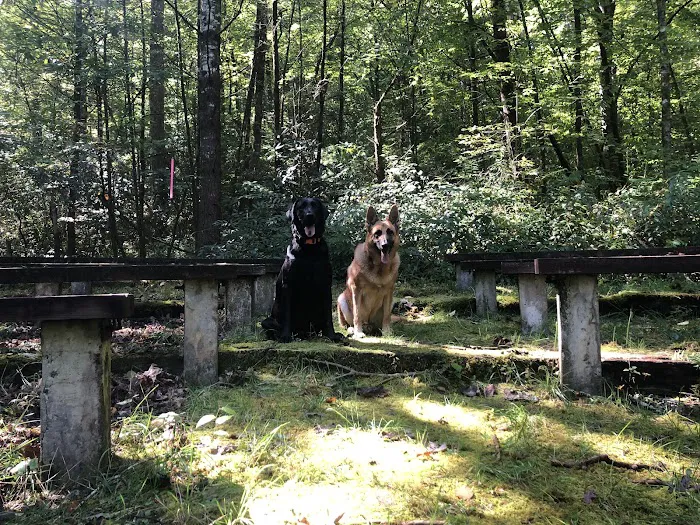 Cove Creek Group Campground Picture 8