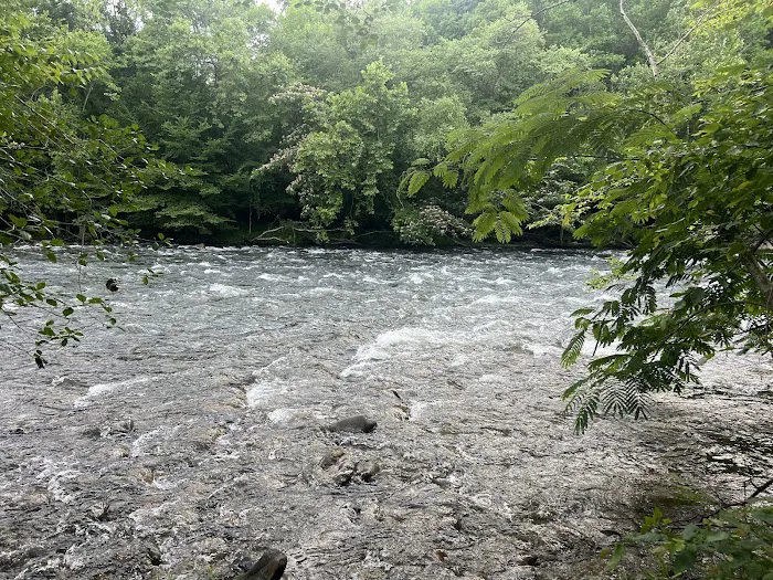 The River Life Picture 6