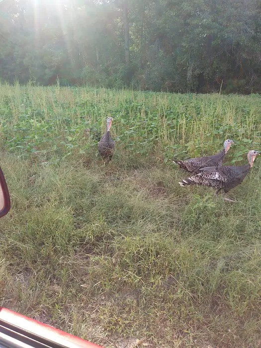 Elmwood Hunt Camp Picture 7