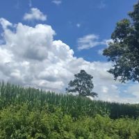 Cartersville ico