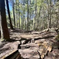 Rustling Pines Campground ico