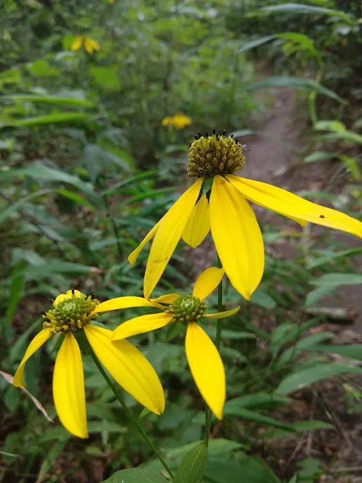 Bee Rock / Rockcastle Rapids Trail Head Picture 2