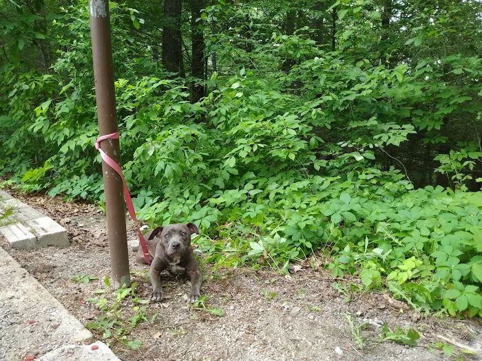 Little Lick Campground Picture 6