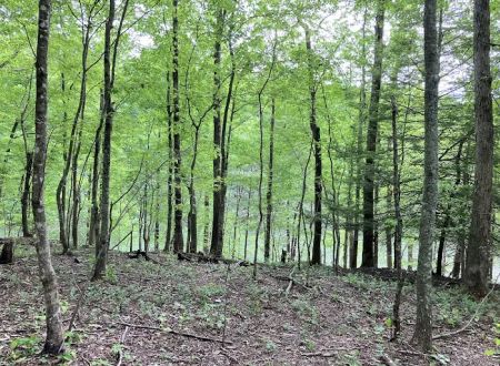 Grove Campground