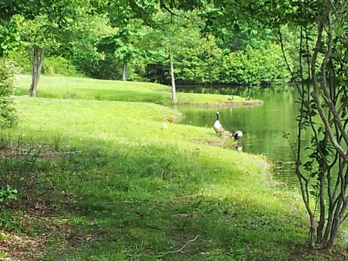 Pine Lakes RV Park Picture 6