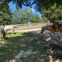 Renfroe Ranch Campground ico