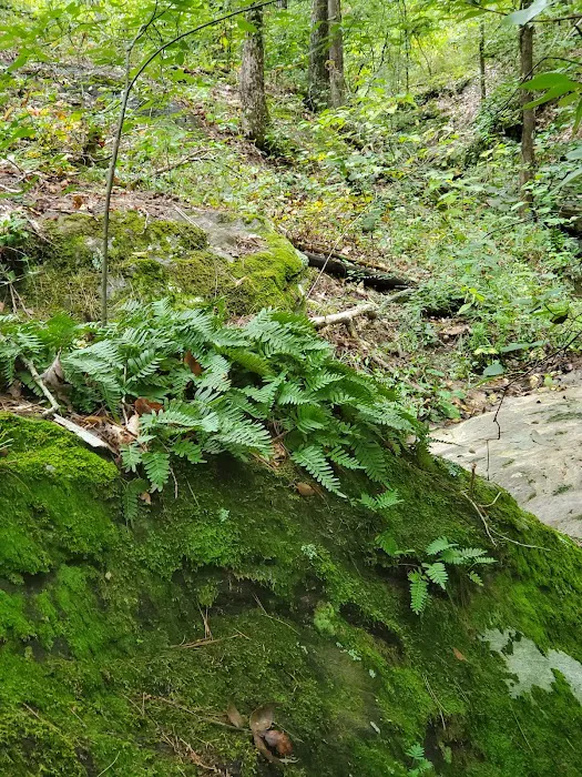 Lick Fork Lake Campground Picture 8