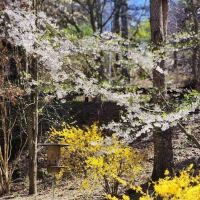 Pigeon River Campground ico