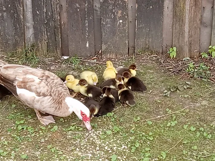 Swan Lake Mobile Home Community Picture 7