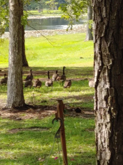 Williamson Mobile Estate & RV Park Picture 8