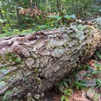 Brown County State Park Raccoon Ridge Campground ico