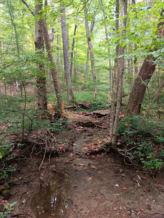 Brown County State Park Raccoon Ridge Campground Picture 4