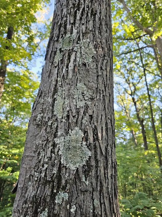 Brown County State Park Taylor Ridge Picture 1