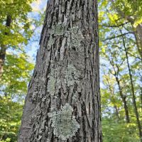 Brown County State Park Taylor Ridge ico